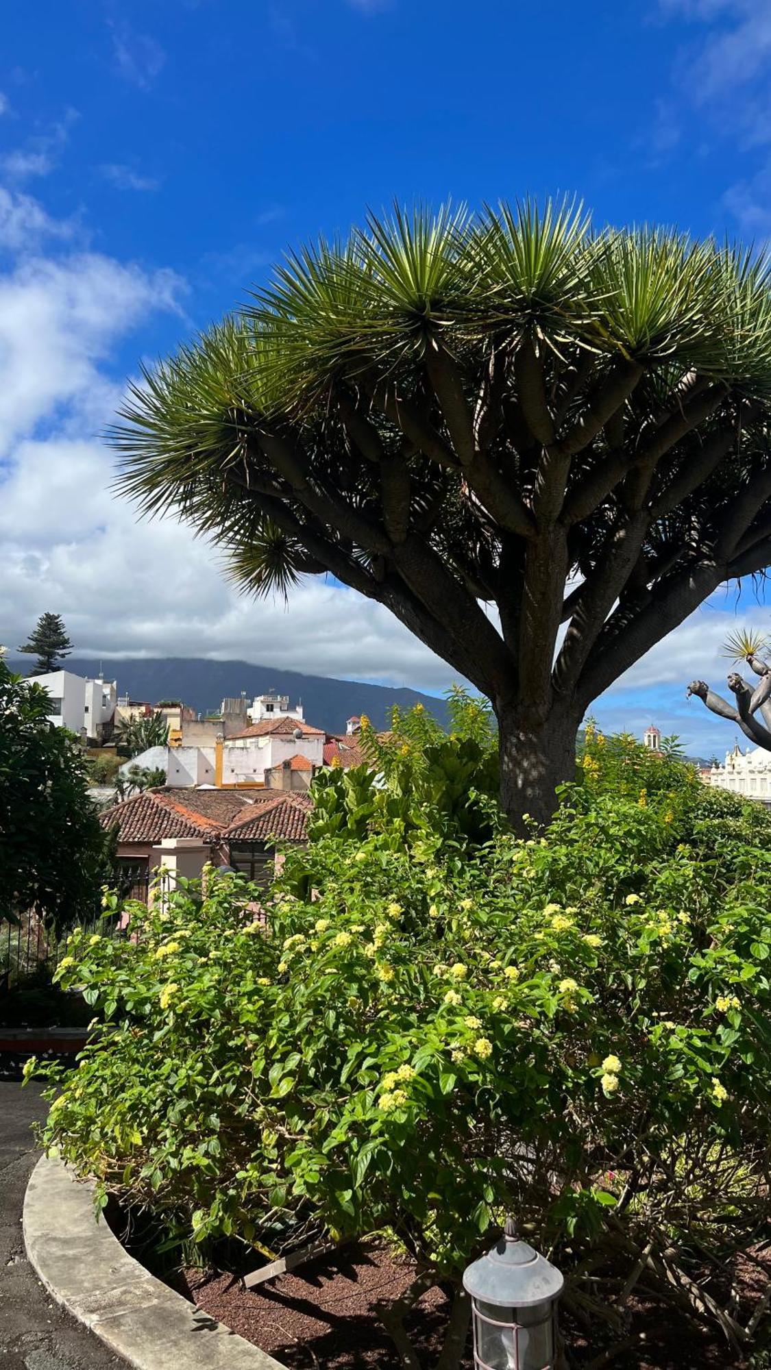 Tenerife Te Espera! Apartment Icod De Los Vinos Luaran gambar
